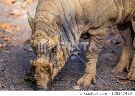 Close-up of unique wild animal foraging in natural habitat with earthy tones 138247489