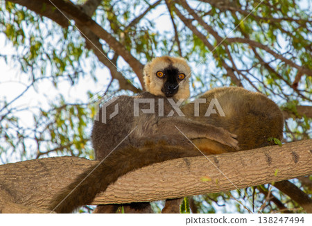 Red-bellied Lemur - Eulemur rubriventer, Cute primate. Red-bellied Lemur - Eulemur rubriventer, Cute primate. 138247494