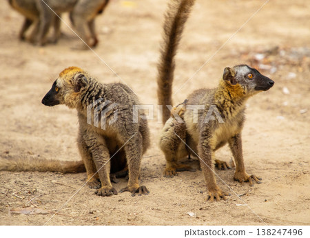 Common brown lemur Eulemur fulvus with orange eyes. Common brown lemur Eulemur fulvus with orange eyes. 138247496