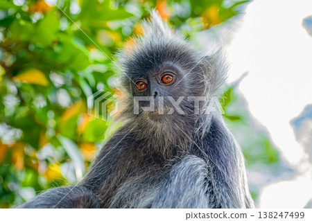 Closeup portrait of Tufted gray langur Semnopithecus priam Closeup portrait of Tufted gray langur Semnopithecus priam 138247499