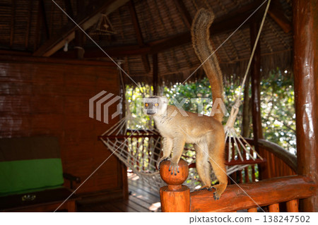 Crowned lemur Eulemur Coronatus endemic animal Crowned lemur Eulemur Coronatus endemic animal 138247502