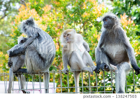 Closeup portrait of Tufted gray langur Semnopithecus priam Closeup portrait of Tufted gray langur Semnopithecus priam 138247503