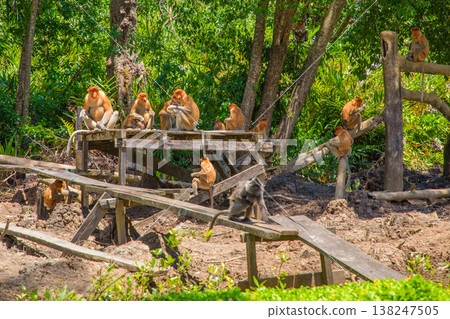 Proboscis Monkey Nasalis larvatus in mangrove rain forest 138247505