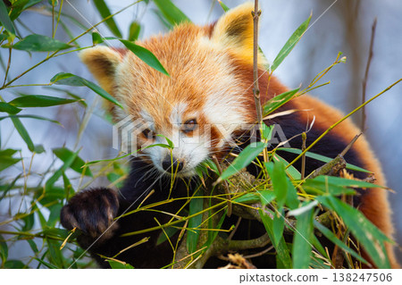 red panda Ailurus fulgens, lesser panda, is a small mammal 138247506