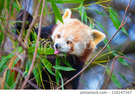 red panda Ailurus fulgens, lesser panda, is a small mammal red panda Ailurus fulgens, lesser panda, is a small mammal 138247507
