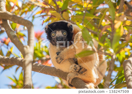 Endangered Coquerel Sifaka Lemur Propithecus coquereli Madagascar Endangered Coquerel Sifaka Lemur Propithecus coquereli Madagascar 138247509