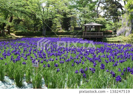 Ayame spring scenery 138247519