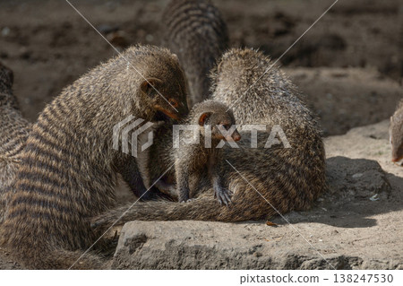 Banded Mongoose, group with baby, Mungos mungo Banded Mongoose, group with baby, Mungos mungo 138247530