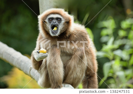 lar gibbon white-handed gibbon, an endangered primate in the gibbon family 138247531