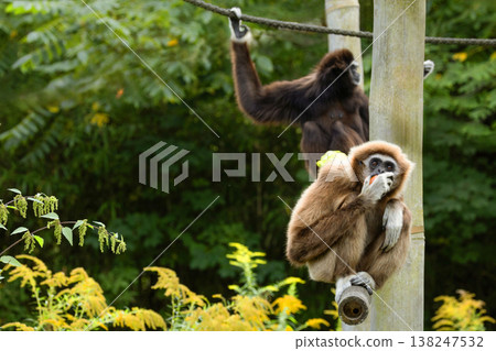 lar gibbon white-handed gibbon, an endangered primate in the gibbon family lar gibbon white-handed gibbon, an endangered primate in the gibbon family 138247532