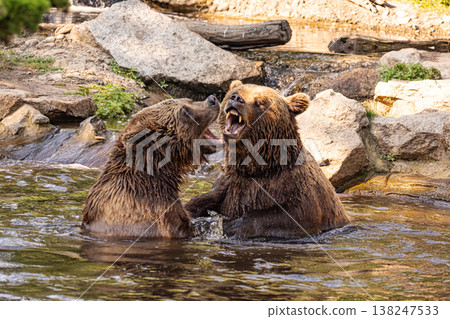 two Wild brown bear ,ursus arctos playing 138247533