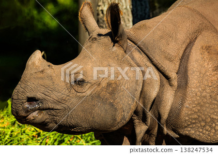 portrait of an adult rhinoceros on a sunny day on a natural background 138247534
