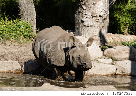 portrait of an adult rhinoceros on a sunny day on a natural background portrait of an adult rhinoceros on a sunny day on a natural background 138247535