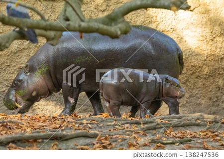 Pygmy hippopotamus Choeropsis liberiensis with mother 138247536