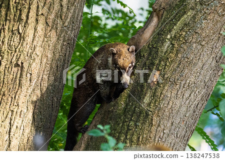 South American Coati, or Ring-tailed Coati Nasua nasua 138247538