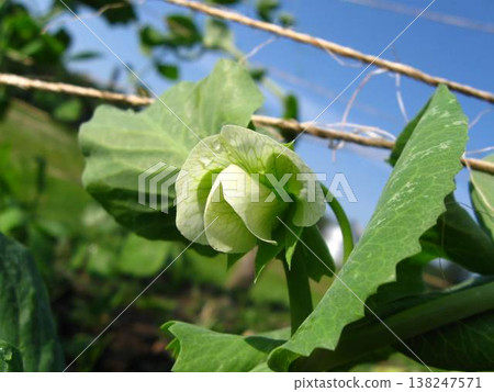 Flower Of A Garden Pea 138247571
