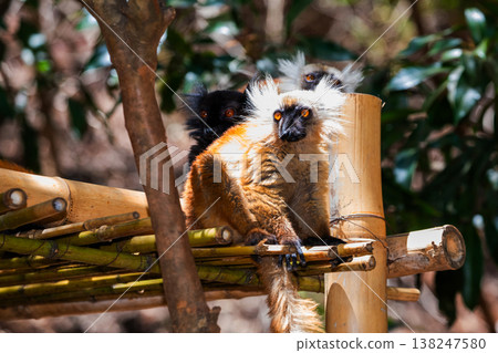 Endangered Coquerel Lemur Propithecus coquereli Madagascar 138247580