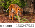 Sumatran tiger family with two little cubs 138247583