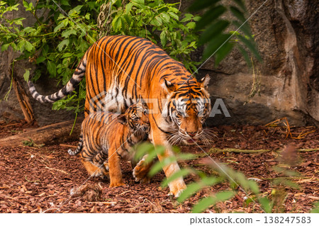 Sumatran tiger family with two little cubs 138247583