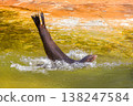 Sea lion diving into water creating splashes and ripples in sunlight 138247584