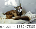 beautiful longhaired domestic graywhite Maine Coon cat lies on a white blanket 138247585