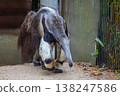 Giant anteater walking on sandy path in natural habitat with greenery 138247586