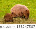 Two capybaras grazing on green grass natural habitat showcasing their social 138247587