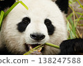 giant black and white panda is eating bamboo. Large animal closeup 138247588