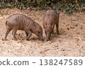 Two young wild boars exploring sandy ground in natural habitat 138247589