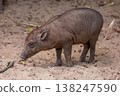 Small wild boar walking on sandy ground in natural habitat 138247590