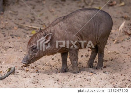 Small wild boar walking on sandy ground in natural habitat Small wild boar walking on sandy ground in natural habitat 138247590