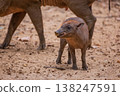 Young wild boar exploring sandy ground in natural habitat with adults nearby 138247591