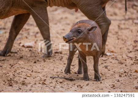 Young wild boar exploring sandy ground in natural habitat with adults nearby Young wild boar exploring sandy ground in natural habitat with adults nearby 138247591