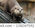 Asian small clawed otter Amblonyx cinerea, small clawed otter 138247592