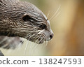 Asian small clawed otter Amblonyx cinerea, small clawed otter 138247593