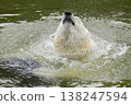 Polar bear shaking off water after swimming in natural habitat environment 138247594