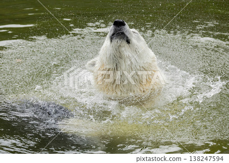 Polar bear shaking off water after swimming in natural habitat environment Polar bear shaking off water after swimming in natural habitat environment 138247594