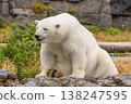 Polar bear resting on rocky terrain surrounded by greenery 138247595