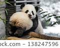 two sweet cubs Giant Pandas Playful and adorable at a zoo 138247596
