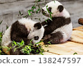 Giant panda,6 months old. two little cute pandas playing with each other 138247597