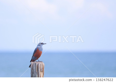 A male Blue Rock Thrush gazes into the distance against the backdrop of the blue sea. 138247622