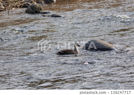 綠頭鴨在吾妻河游泳 綠頭鴨在吾妻河游泳 138247717