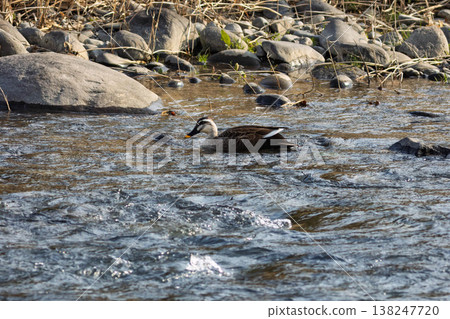 綠頭鴨在吾妻河游泳 綠頭鴨在吾妻河游泳 138247720