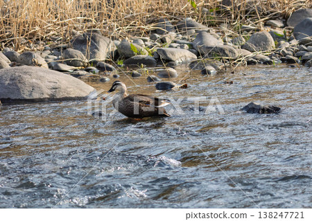 Mallard ducks swimming in the Agatsuma River 138247721