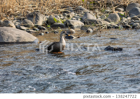 Mallard ducks swimming in the Agatsuma River Mallard ducks swimming in the Agatsuma River 138247722