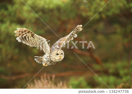 Flying Eurasian Tawny Owl, Strix aluco, in autumn forest in the background. Action wildlife scene from autumn forest, Czech republic 138247736