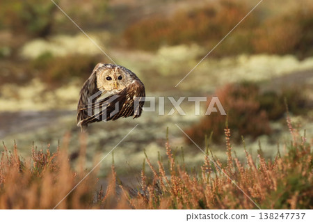 Flying Eurasian Tawny Owl, Strix aluco, in autumn forest in the background. Action wildlife scene from autumn forest, Czech republic Flying Eurasian Tawny Owl, Strix aluco, in autumn forest in the background. Action wildlife scene from autumn forest, Czech republic 138247737