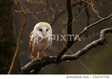 Barn owl (Tyto alba) perching on the beech branch on rainy autumn day Barn owl (Tyto alba) perching on the beech branch on rainy autumn day 138247740