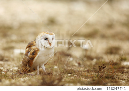 Barn owl (Tyto alba) perching on land with leaves and dry grass in autumn afternoon Barn owl (Tyto alba) perching on land with leaves and dry grass in autumn afternoon 138247741