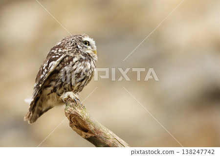 Little Owl, Athene noctua, bird in the nature habitat, clear background. Bird with yellow eyes, Wildlife scene from nature. Little ows on log Little Owl, Athene noctua, bird in the nature habitat, clear background. Bird with yellow eyes, Wildlife scene from nature. Little ows on log 138247742
